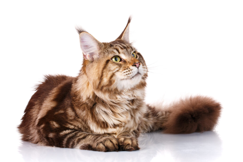 Kedi Türleri - The Vets Hub İzmir Veteriner