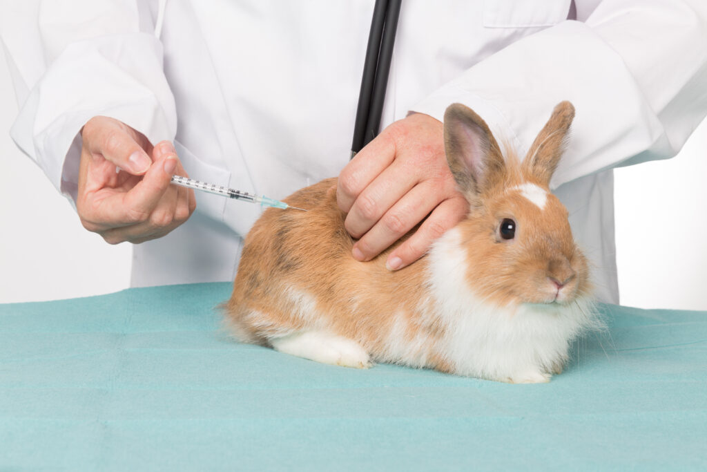 Tavşanlarda Viral Hemorajik Hastalık - The Vets Hub Veteriner Kliniği İzmir