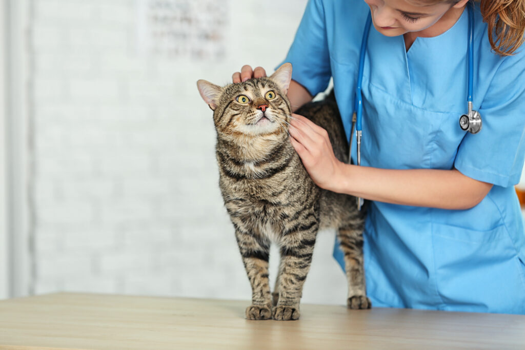 Kedilerde Düzenli Check-up Neden Önemli? - The Vets Hub