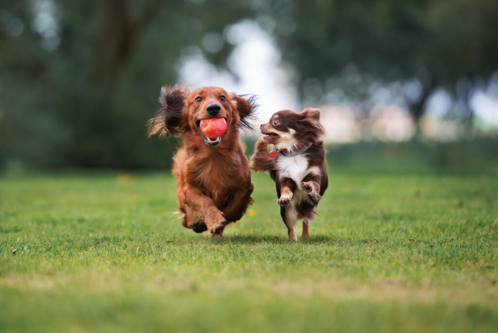 Yavru Köpek Gelişimi ve Sosyalleşme Dönemi - The Vets Hub
