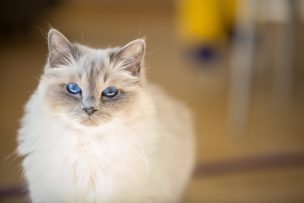 Birman Kedisi - The Vets Hub