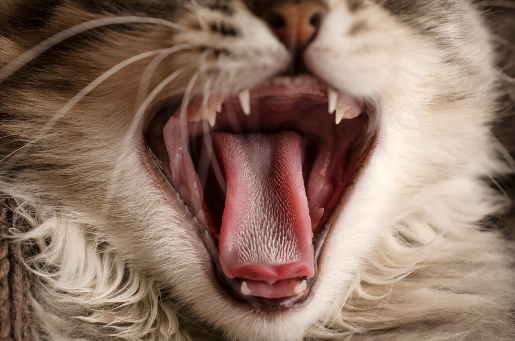 Kedilerde Gingivostomatit - The Vets Hub Veteriner Kliniği İzmir