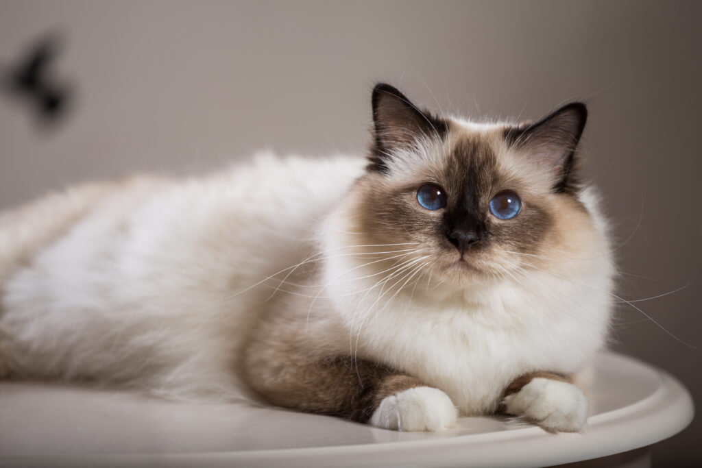 Birman Kedisi - The Vets Hub Veteriner Kliniği İzmir