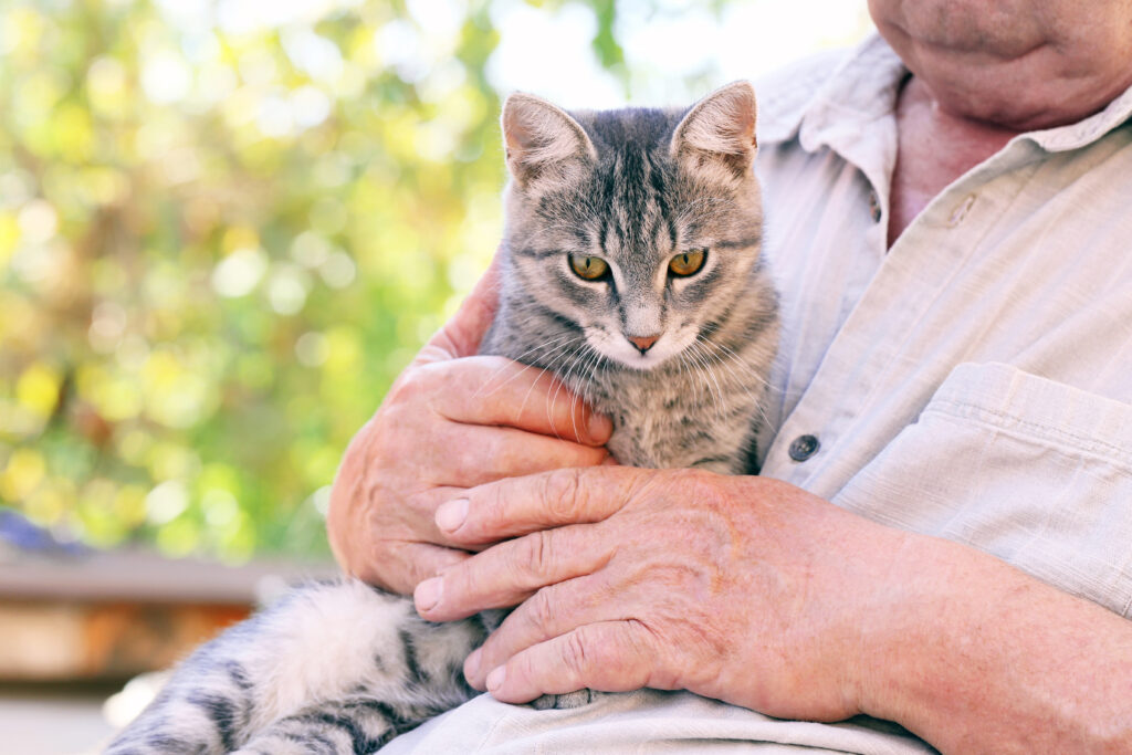 Yaşlı Kedi Bakımı 7 Yaş Üzeri Kediler İçin Rehber - The Vets Hub
