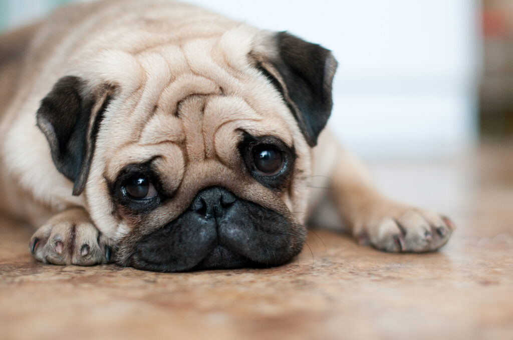 Pug - The Vets Hub