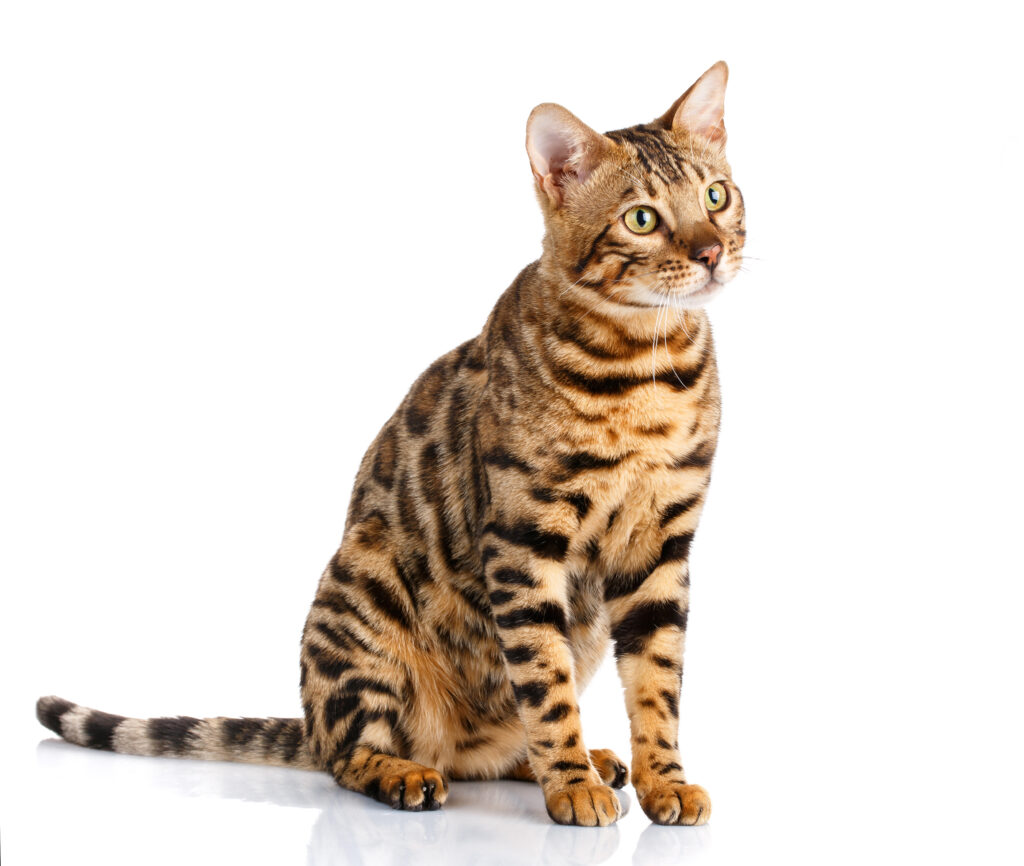 Bengal Kedisi - The Vets Hub