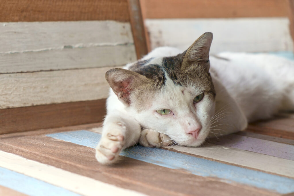Kedilerde Hipertiroidizm - The Vets Hub Veteriner Kliniği İzmir