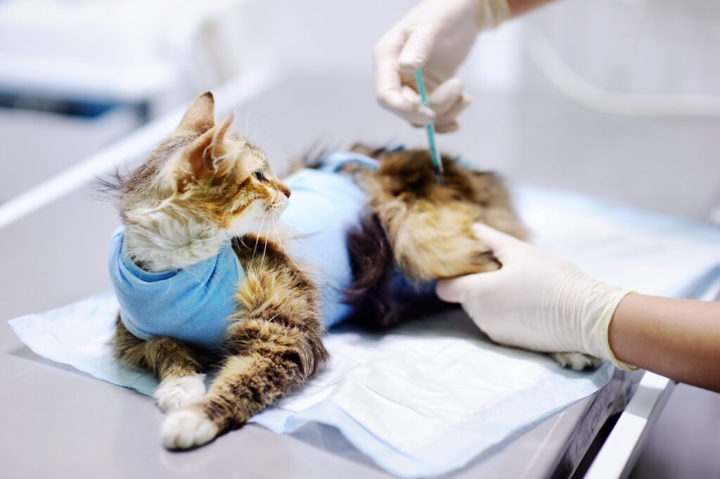 Kedilerde Diyabet - The Vets Hub Veteriner Kliniği İzmir