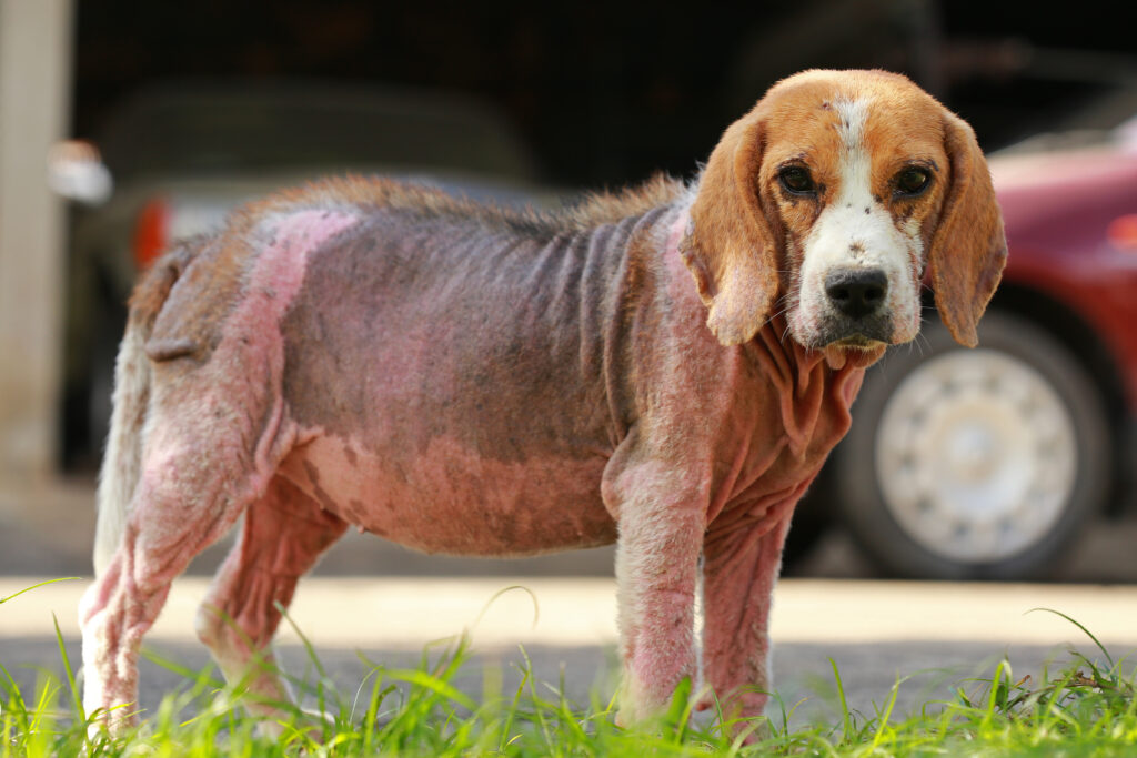 Köpeklerde Demodeks Uyuzu - The Vets Hub Veteriner Kliniği İzmir