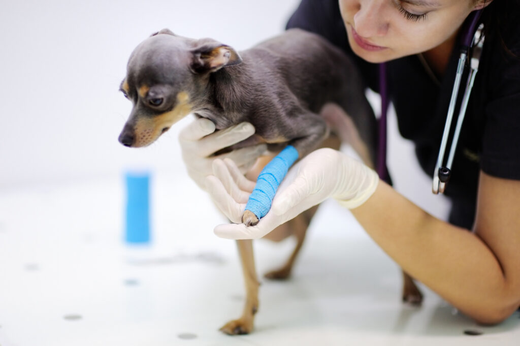 Köpeklerde Patella Çıkığı - The Vets Hub Veteriner Kliniği İzmir