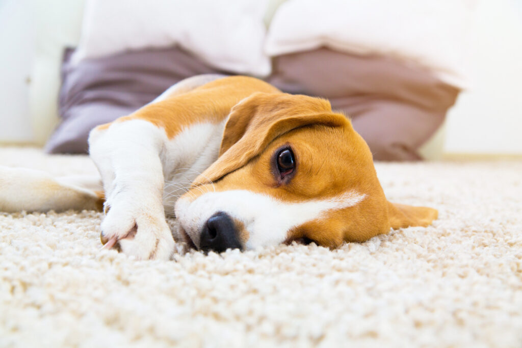 Köpeklerde İshal - The Vets Hub Veteriner Kliniği İzmir