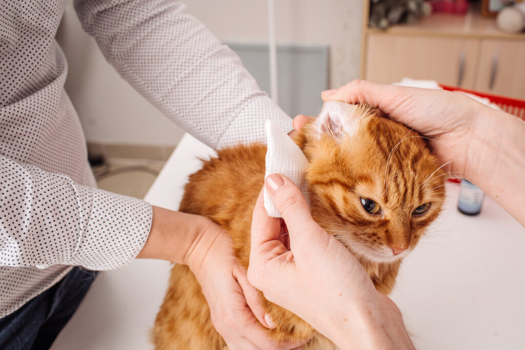 Kedilerde Kulak ve Göz Temizliği Nasıl Yapılır? - The Vets Hub