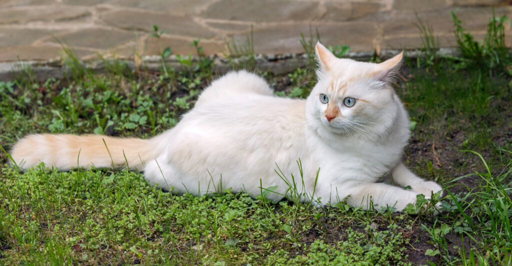 Van Kedisi - The Vets Hub Veteriner Kliniği İzmir