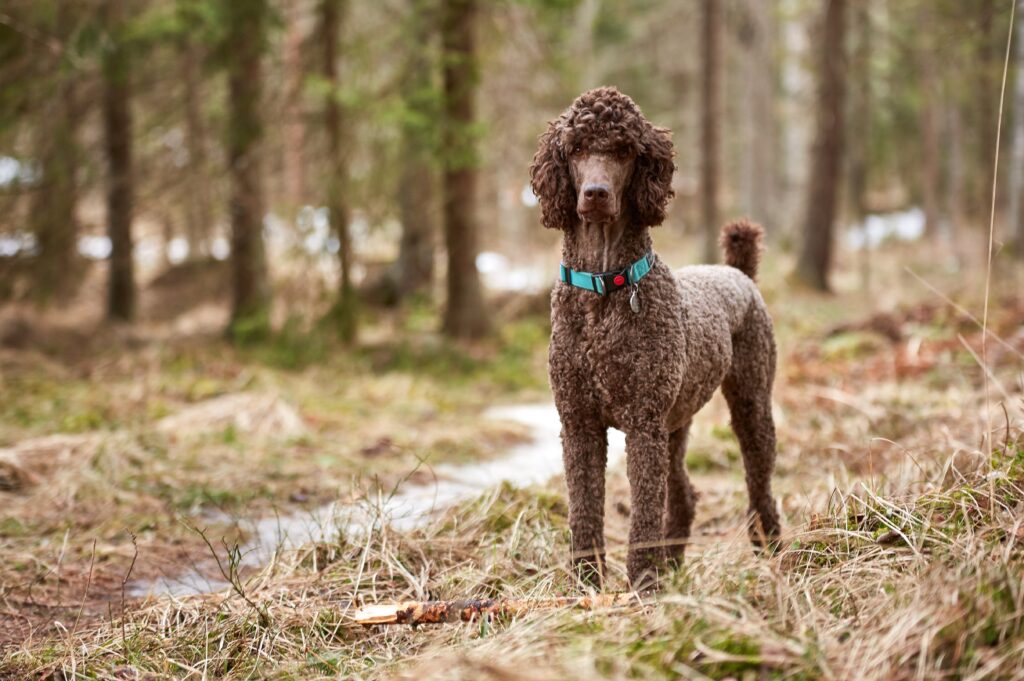 Poodle (Kaniş) - The Vets Hub Veteriner Kliniği İzmir