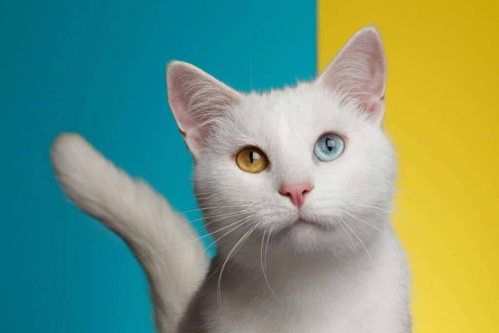 Kedi Türleri - The Vets Hub İzmir Veteriner
