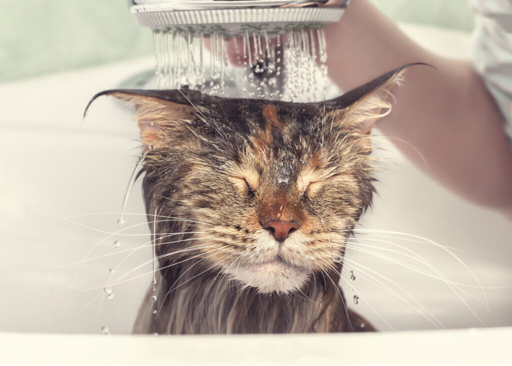 Kediler Yıkanır mı? Kedi Banyosu Rehberi - The Vets Hub
