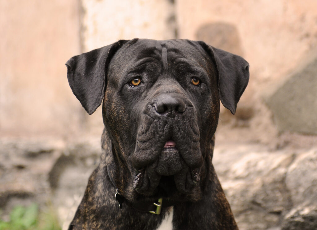 Cane Corso - The Vets Hub Veteriner Kliniği İzmir