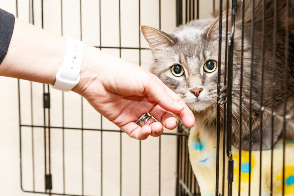 Yeni Kedi Sahiplenme Rehberi - The Vets Hub