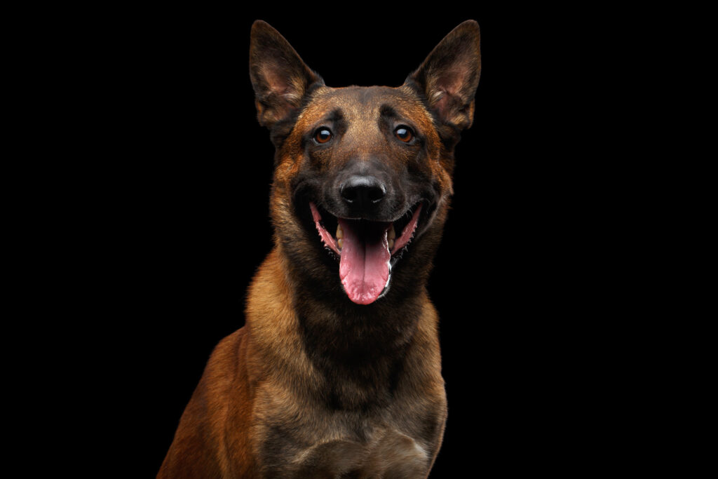 Belçika Malinois - The Vets Hub Veteriner Kliniği İzmir