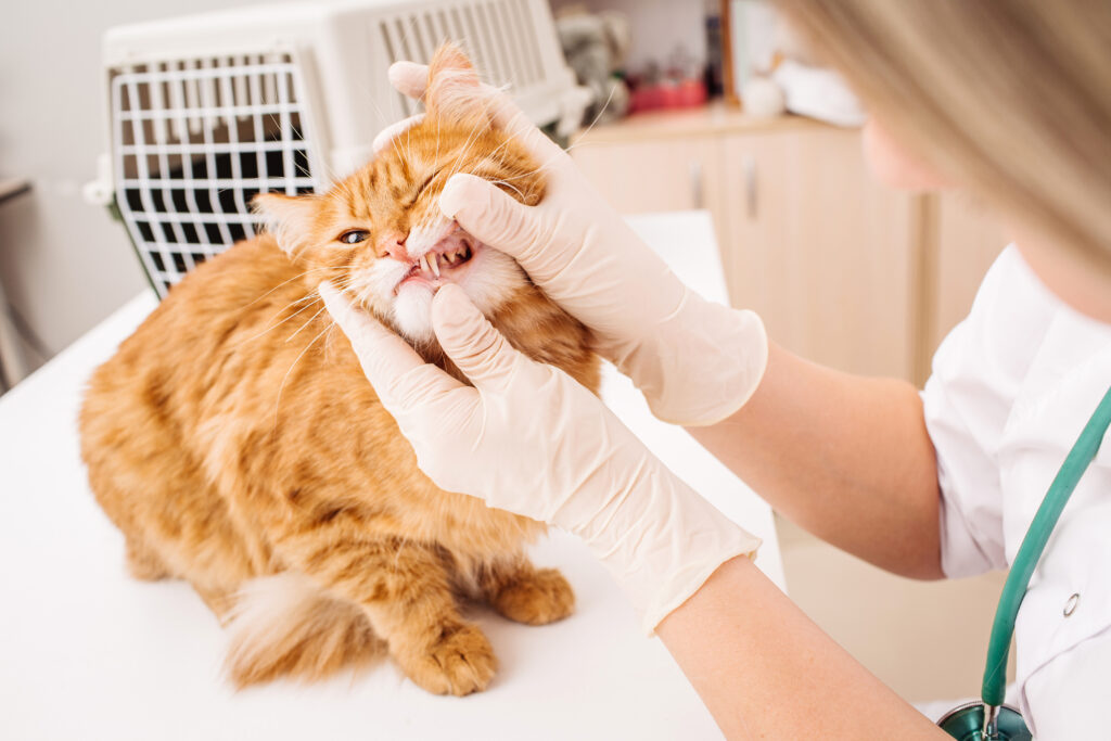 Kedilerde Kulak Uyuzu - The Vets Hub Veteriner Kliniği İzmir
