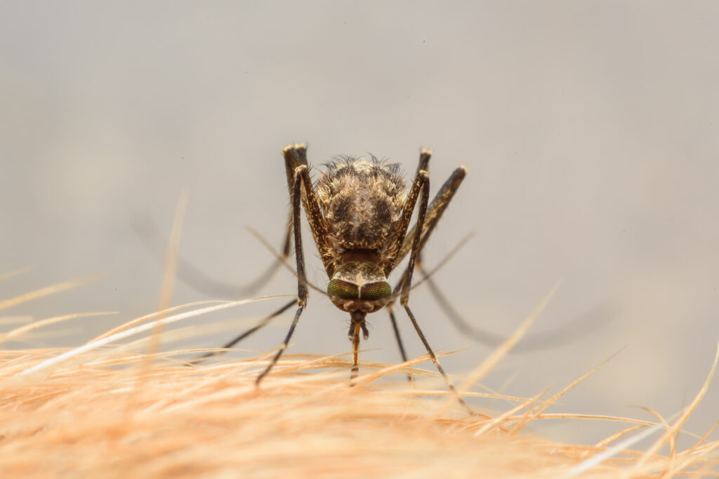 Köpeklerde Leishmaniasis - The Vets Hub Veteriner Kliniği İzmir