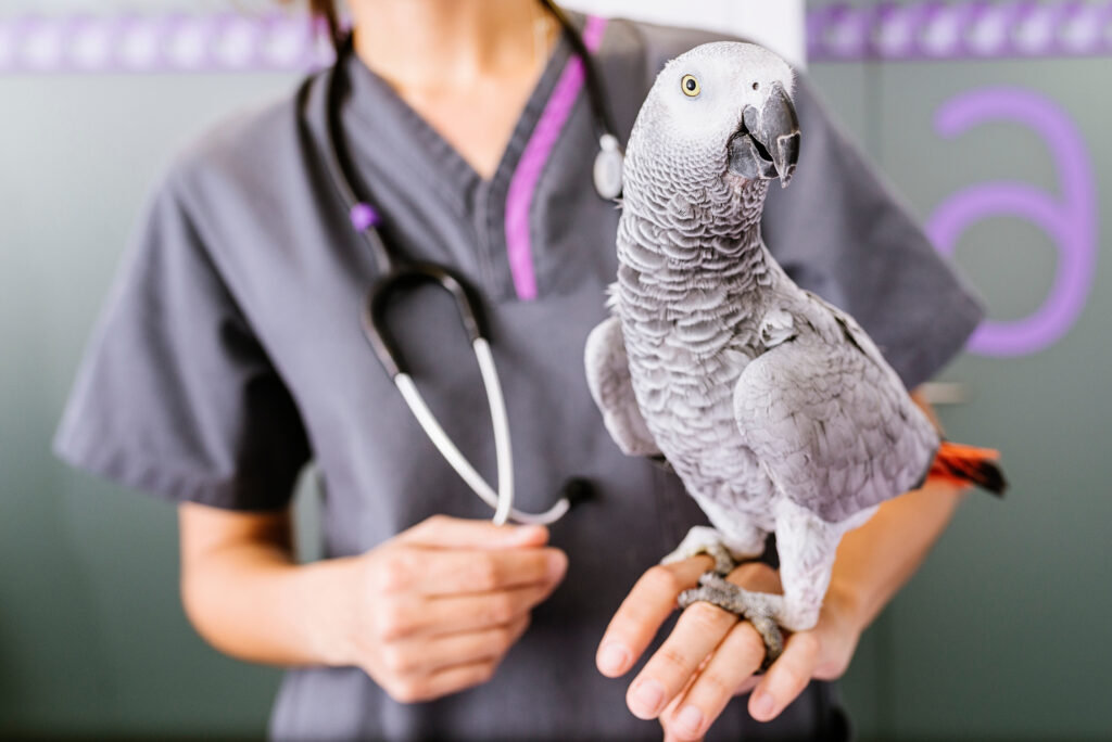 Kuşlarda Aspergilloz - The Vets Hub Veteriner Kliniği İzmir