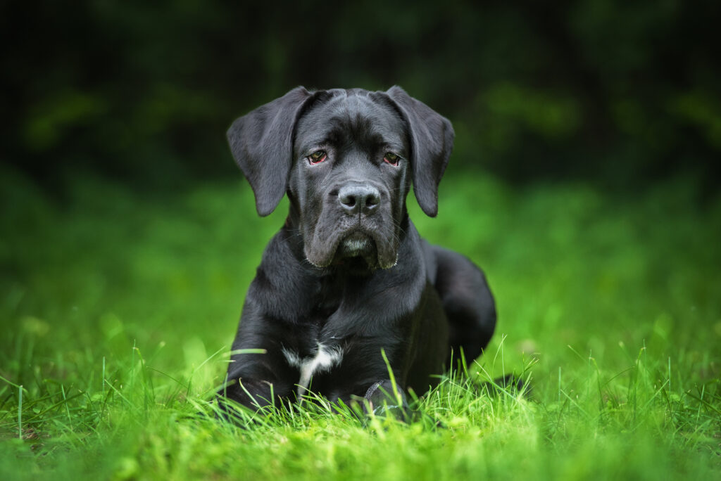 Cane Corso - The Vets Hub