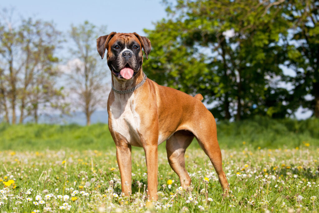 Boxer - The Vets Hub