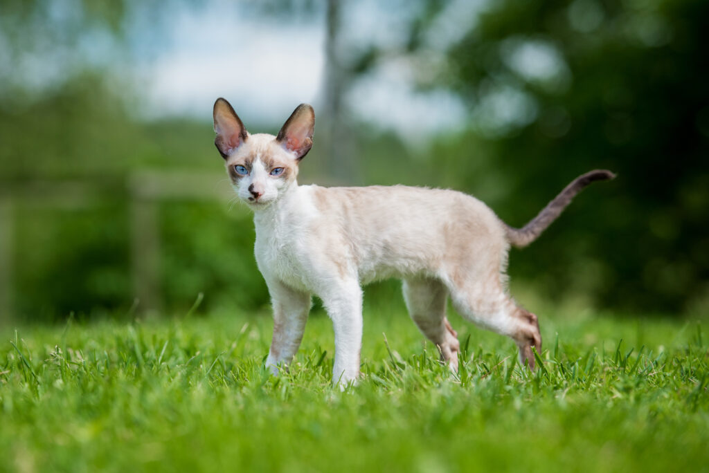 Cornish Rex - The Vets Hub