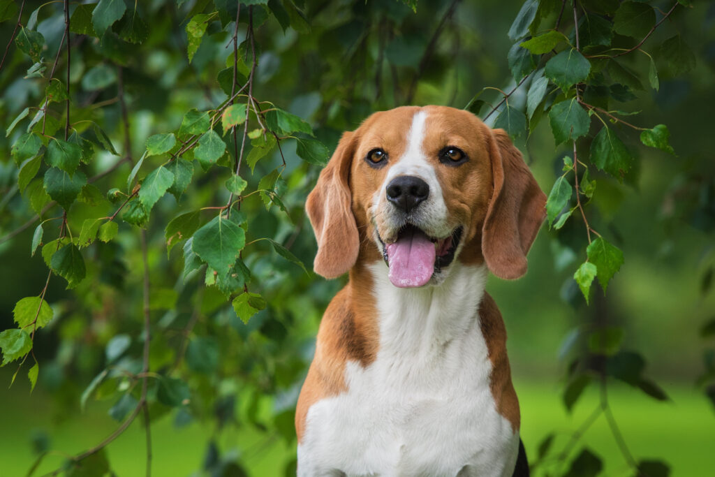 Beagle - The Vets Hub