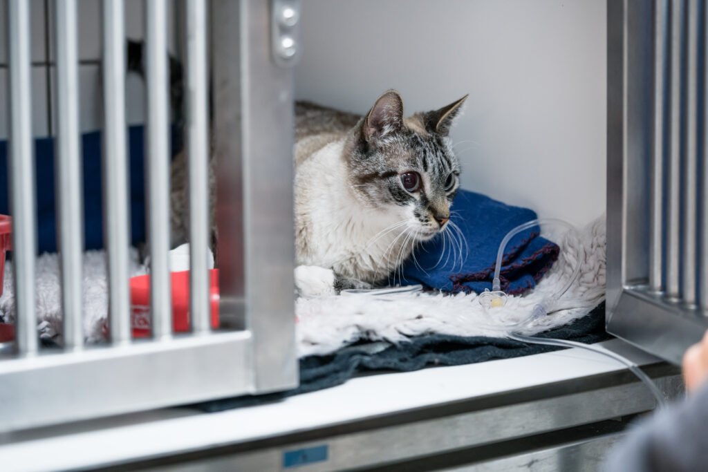 Kedilerde FIP - The Vets Hub Veteriner Kliniği İzmir
