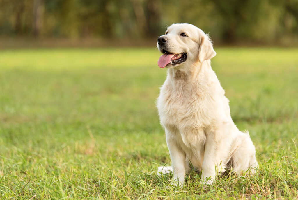 Köpek Türleri - The Vets Hub İzmir Veteriner