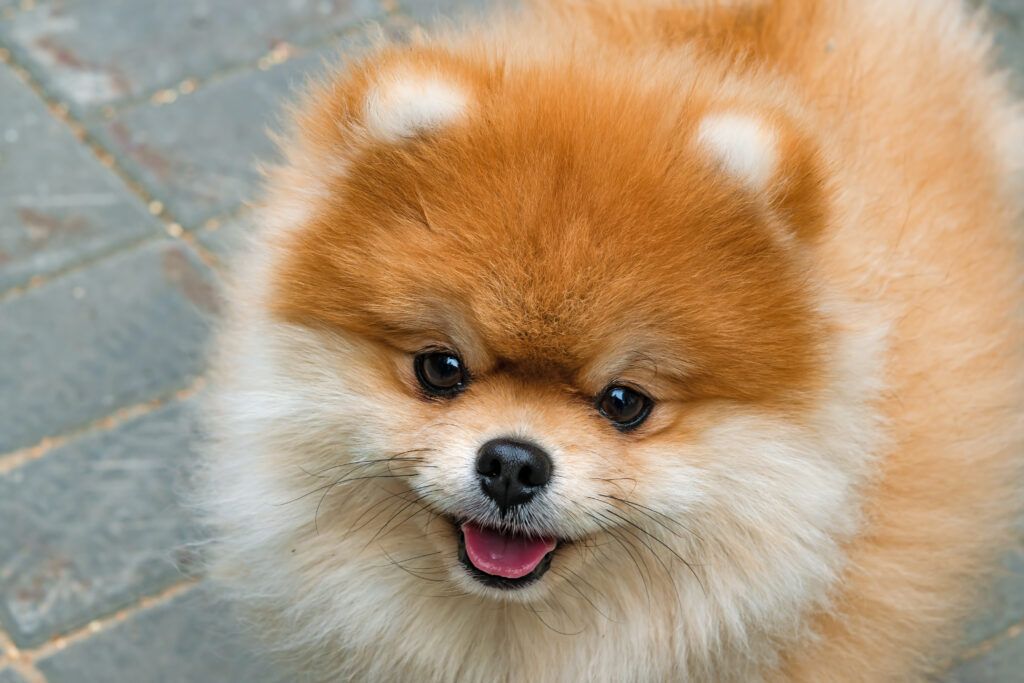 Pomeranian - The Vets Hub Veteriner Kliniği İzmir