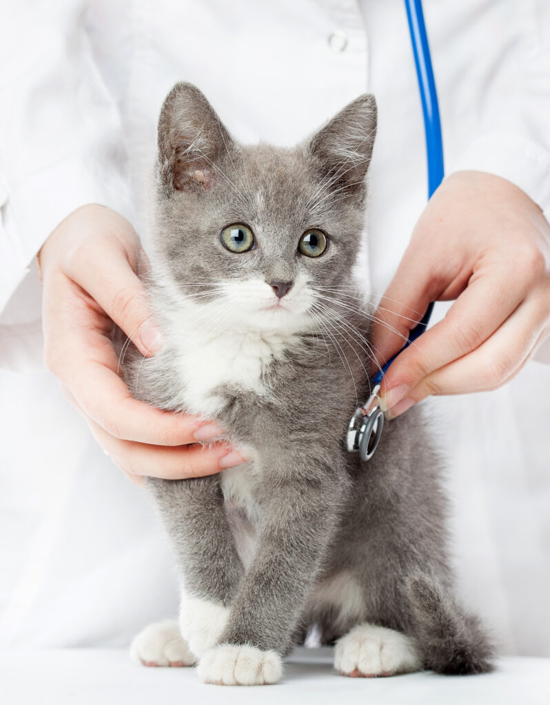 Kedi Hastalıkları - The Vets Hub İzmir Veteriner