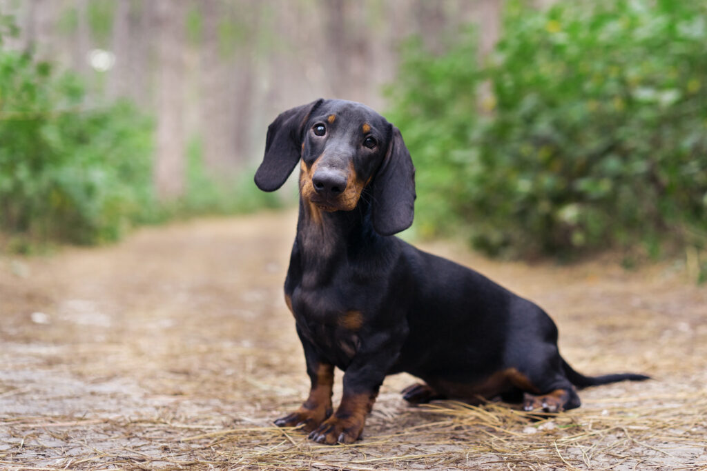 Dachshund (Sosis Köpek) - The Vets Hub