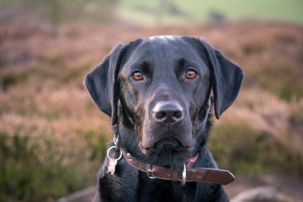 Labrador Retriever - The Vets Hub Veteriner Kliniği İzmir