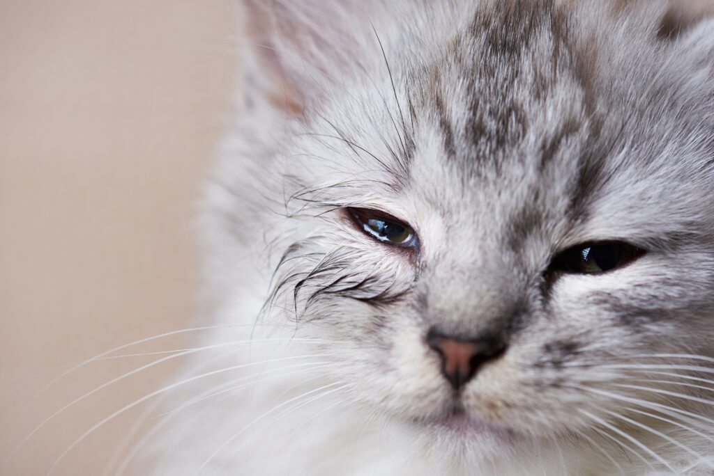 Kedi Gribi - The Vets Hub Veteriner Kliniği İzmir