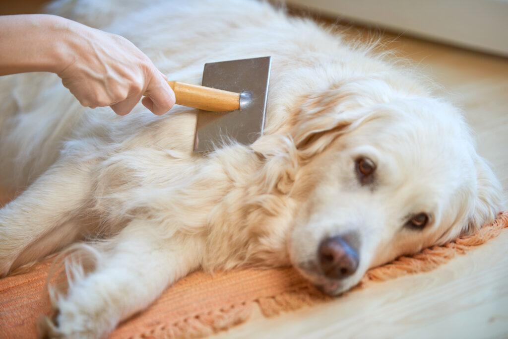 Köpeklerde Tüy Bakımı Tarama, Tıraş ve Tüy Dökülmesi - The Vets Hub
