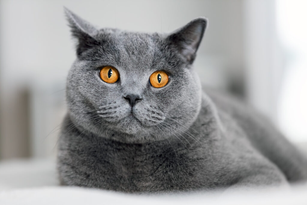 Kedi Türleri - The Vets Hub İzmir Veteriner