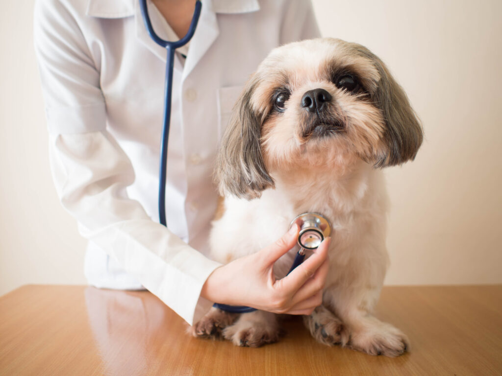 Köpeklerde Kalp Yetmezliği - The Vets Hub Veteriner Kliniği İzmir