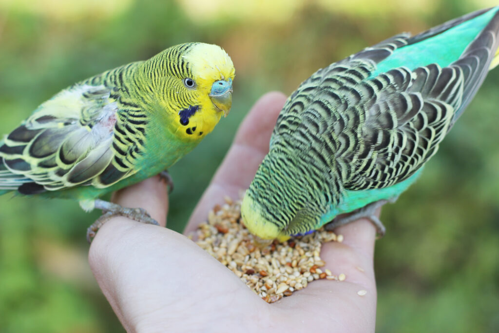 Kuş Ürünleri - The Vets Hub Petshop