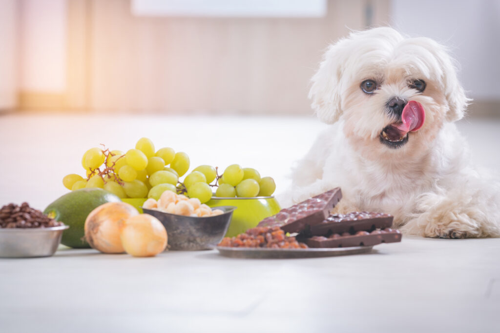Köpekler İçin Zehirli Yiyecekler ve Tehlikeli Maddeler - The Vets Hub
