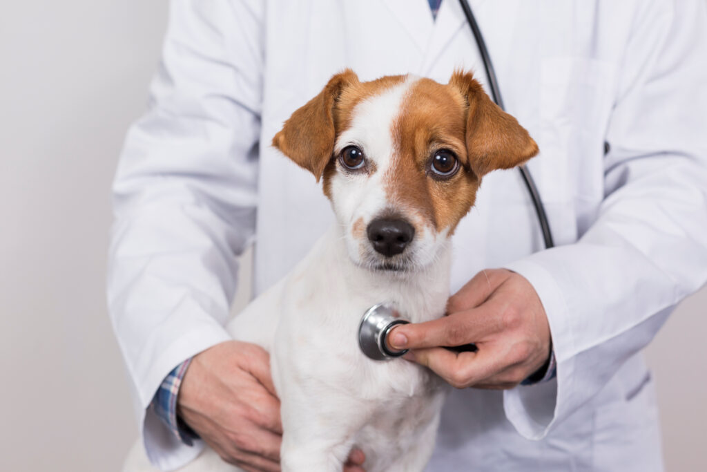 Köpek Hastalıkları - The Vets Hub İzmir Veteriner