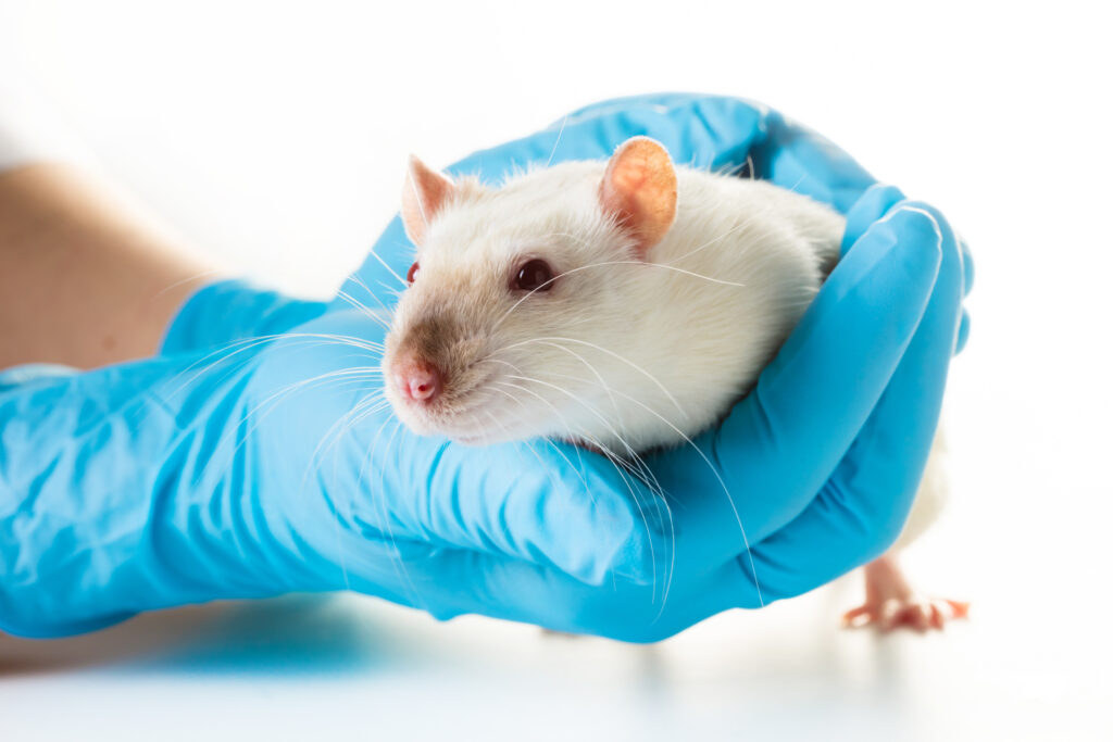Ratlarda Meme Tümörleri - The Vets Hub Veteriner Kliniği İzmir
