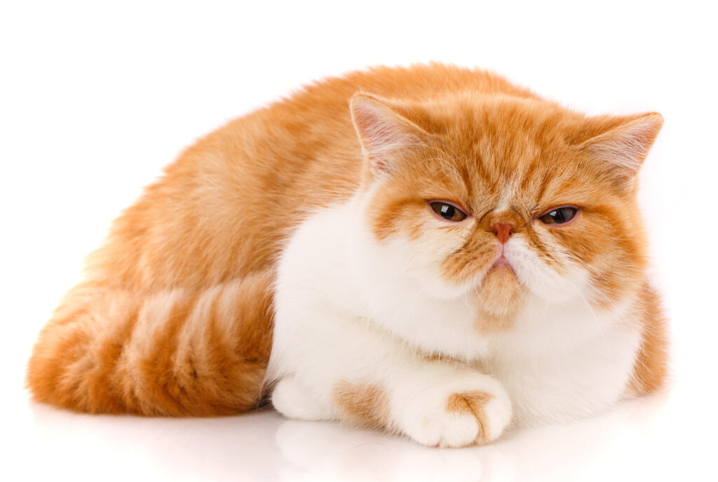Exotic Shorthair - The Vets Hub Veteriner Kliniği İzmir
