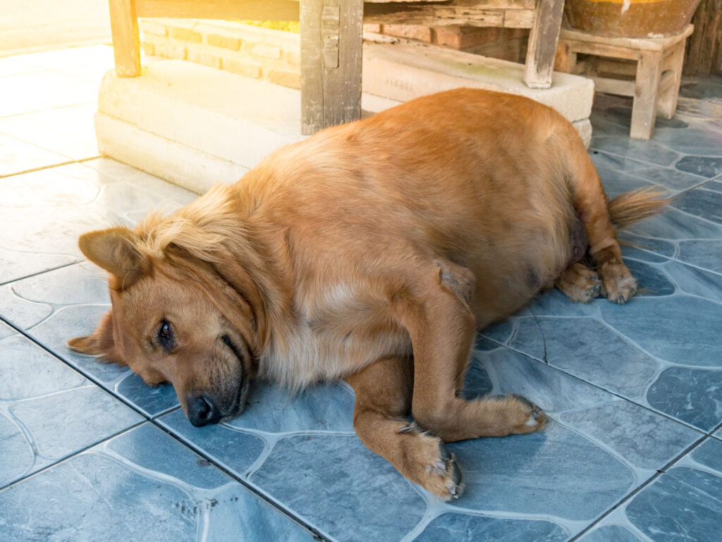 Köpeklerde Hipotiroidizm - The Vets Hub Veteriner Kliniği İzmir