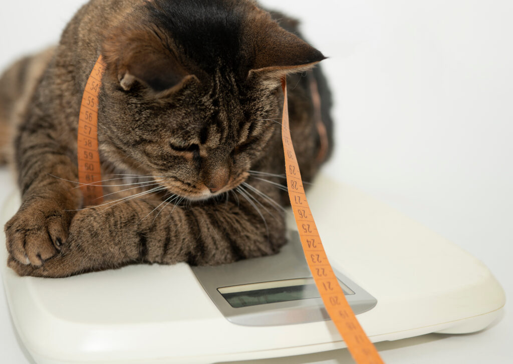 Kedilerde Obezite - The Vets Hub Veteriner Kliniği İzmir