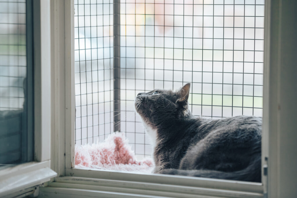 Evi Kediler İçin Güvenli Hale Getirme ve Yüksekten Düşme - The Vets Hub