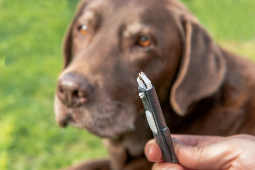 Köpeklerde Babesiosis - The Vets Hub Veteriner Kliniği İzmir