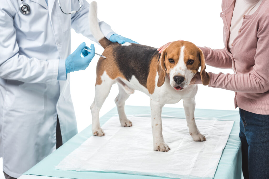 Köpeklerde Kuduz - The Vets Hub Veteriner Kliniği İzmir
